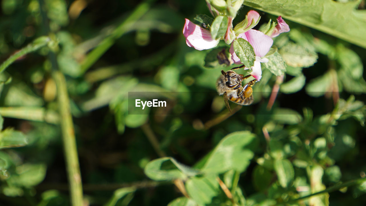 plant, animal, animal themes, animal wildlife, green, insect, flower, nature, beauty in nature, wildlife, flowering plant, butterfly, one animal, plant part, close-up, leaf, macro photography, animal wing, freshness, no people, growth, moths and butterflies, wildflower, outdoors, fragility, bee, flying, focus on foreground, day, petal, pollination, food, animal body part, environment