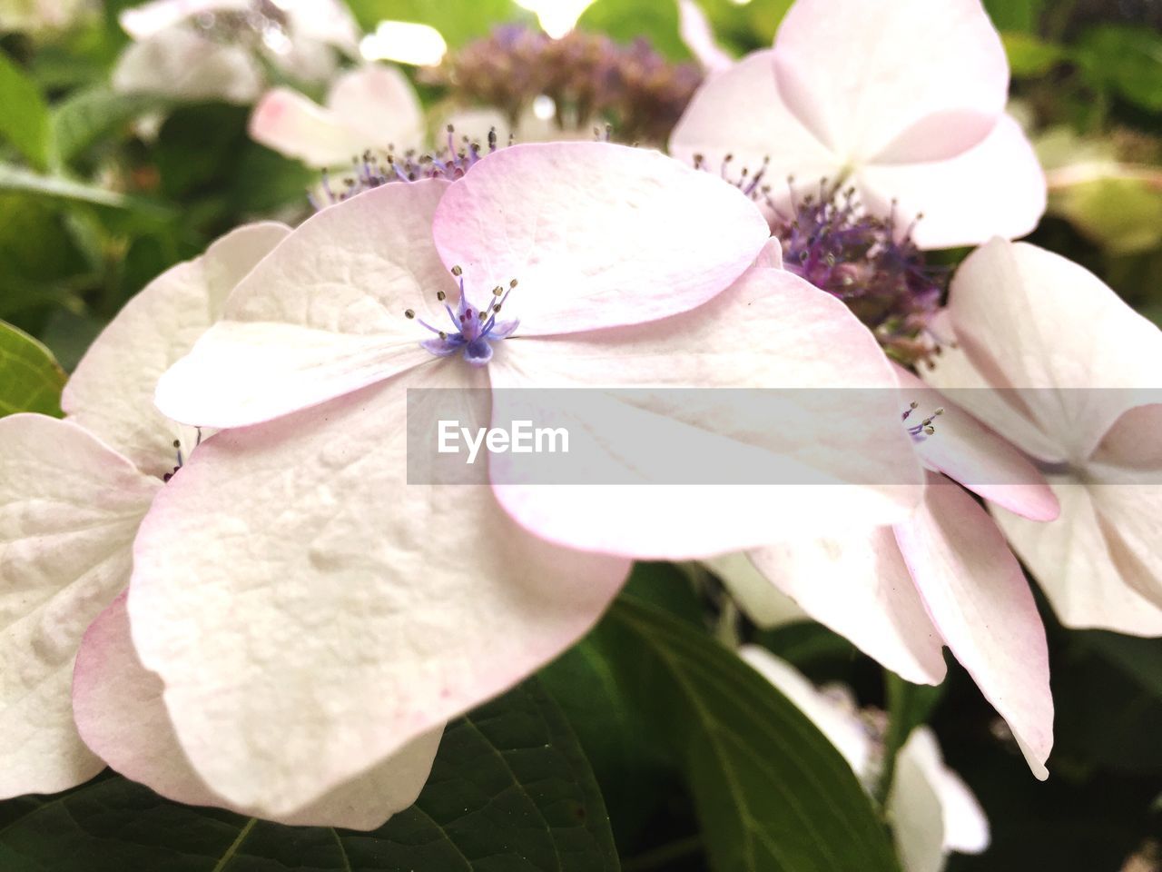 CLOSE-UP OF INSECT ON FLOWER