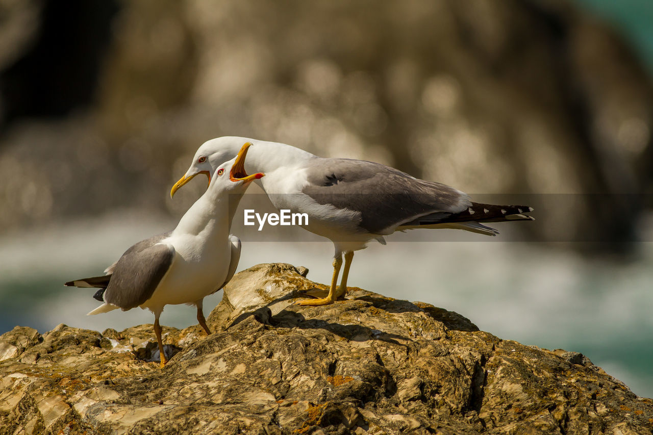 BIRD PERCHING ON ROCK