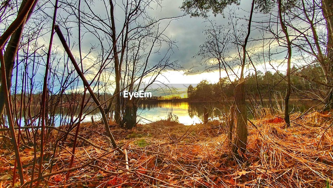 VIEW OF LAKE IN FOREST