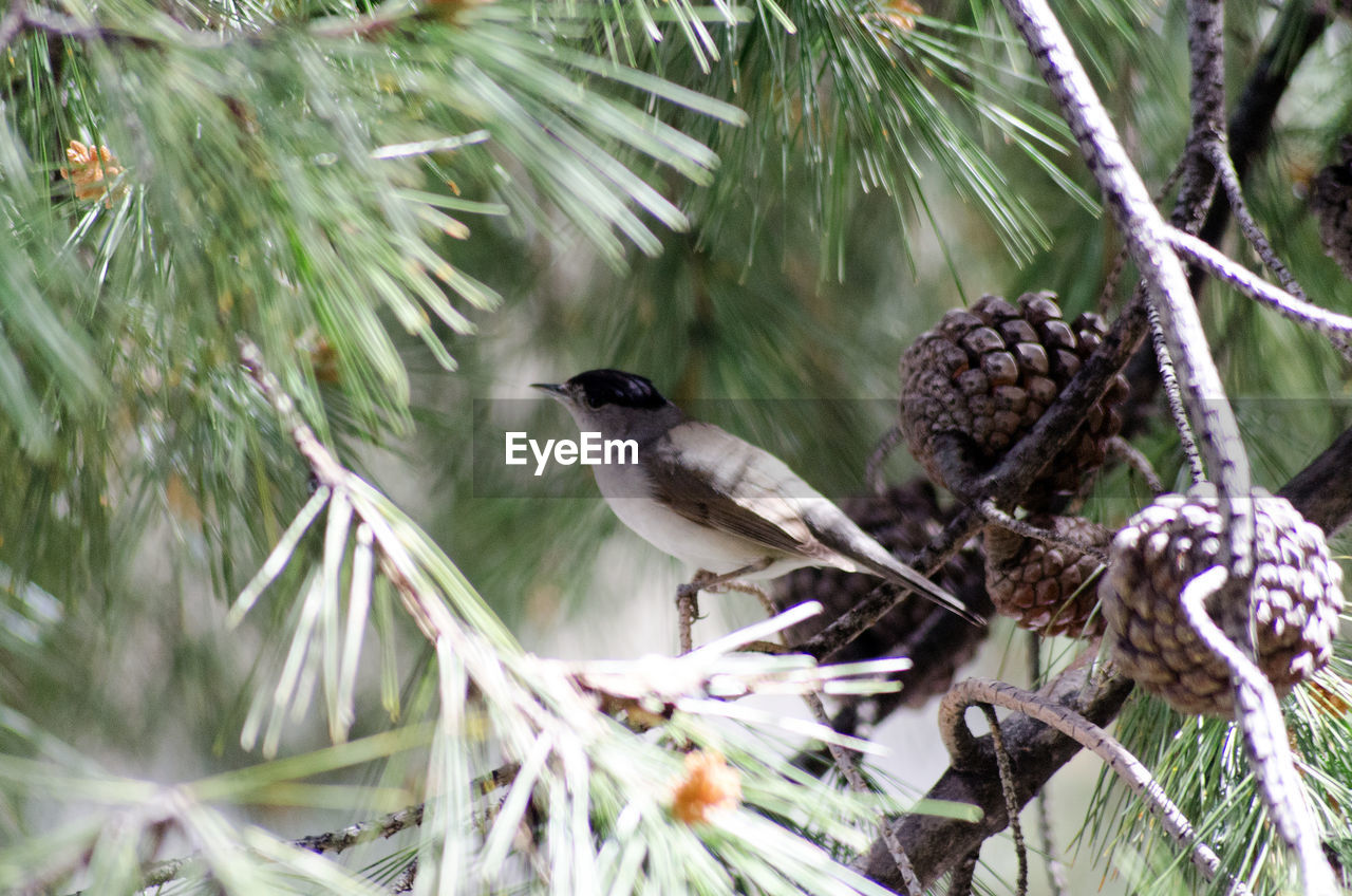 CLOSE-UP OF BIRD PERCHING ON TREE