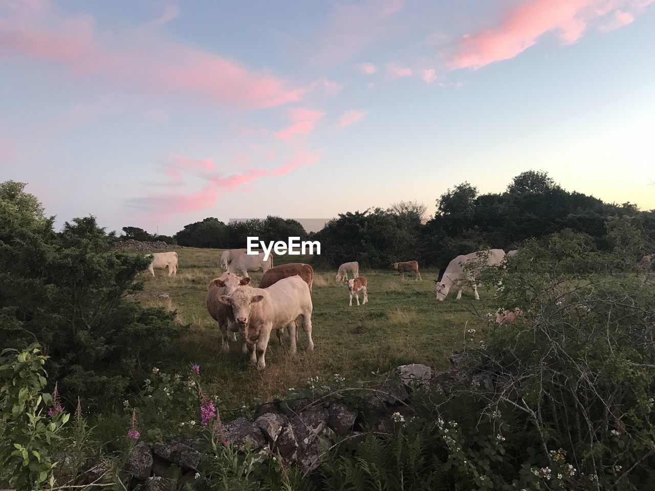 COWS STANDING IN FIELD