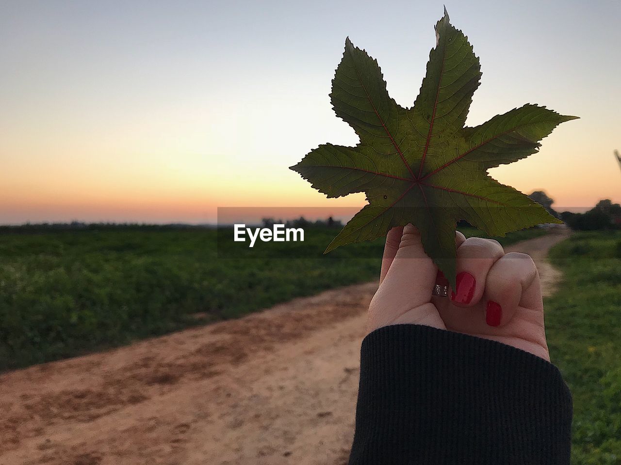 Close-up of woman hand holding leaf on field against sky during sunset