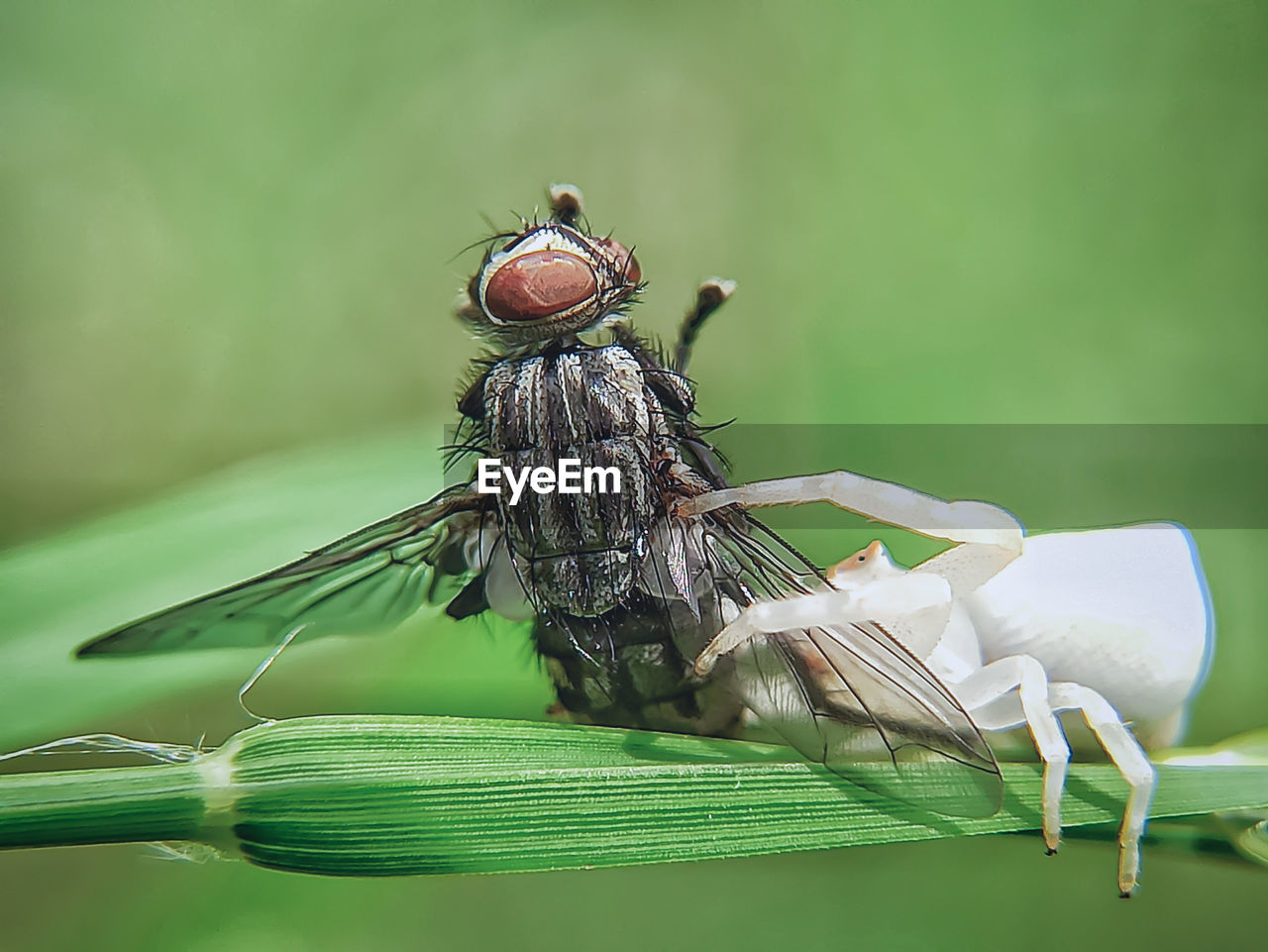 CLOSE UP OF FLY