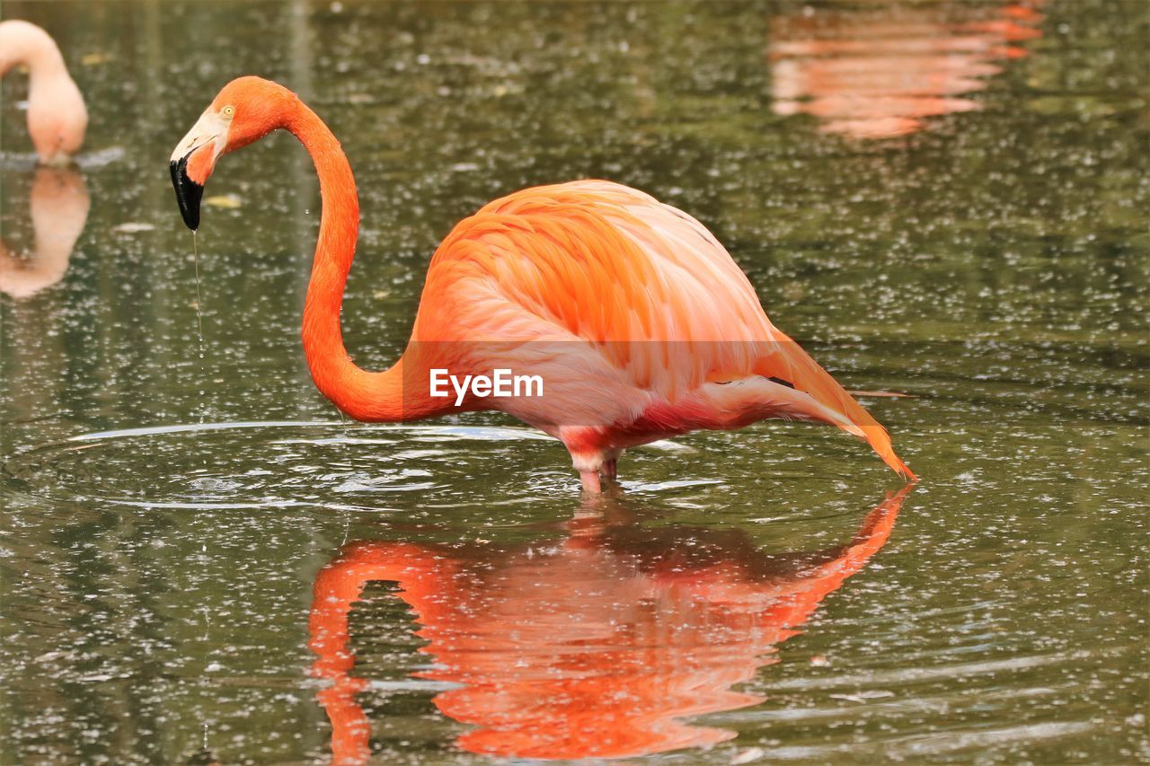 Side view of orange flamingo in lake