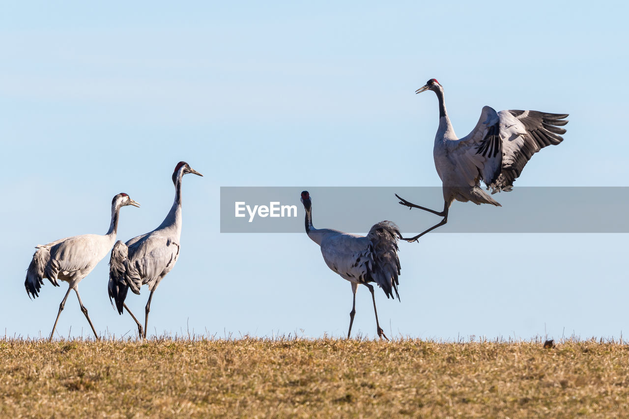 Dancing cranes on the field