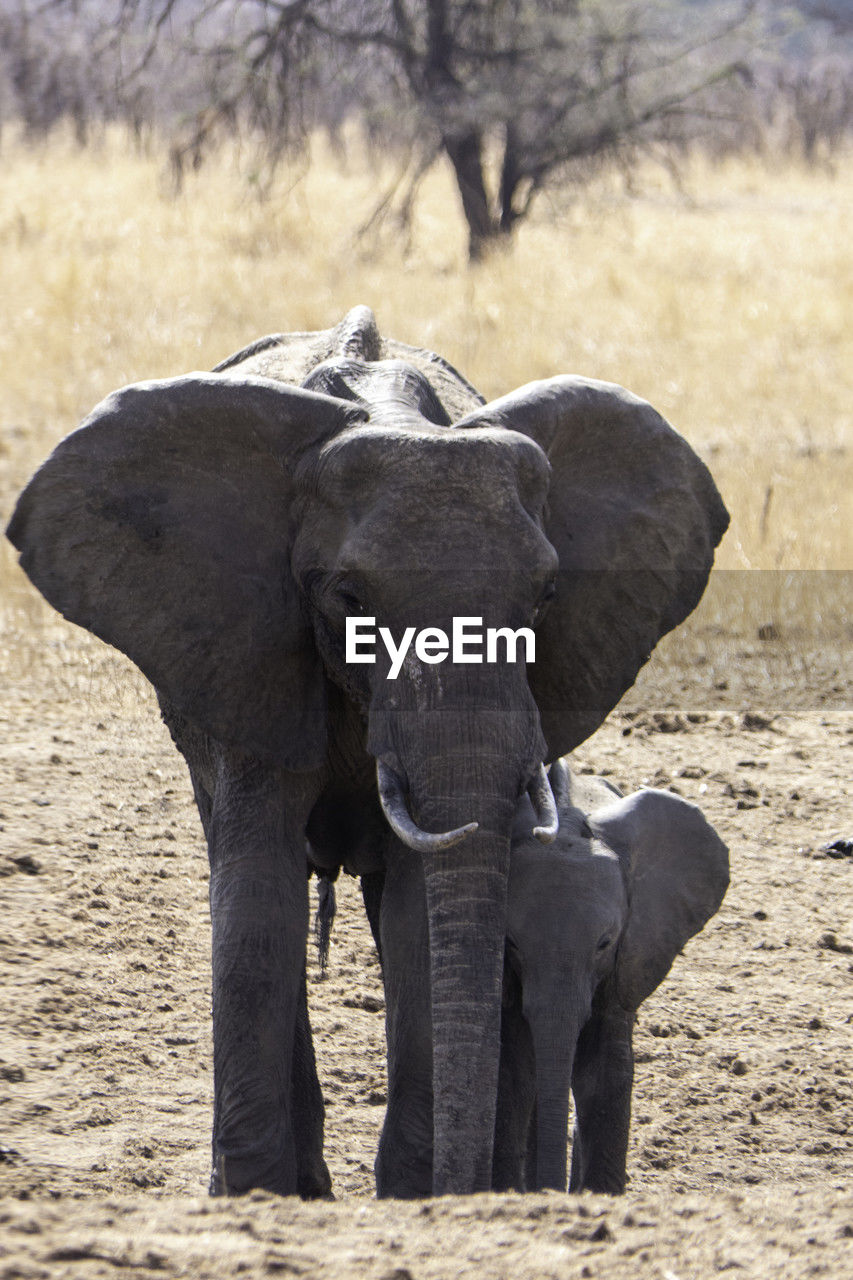 Tarangire, tanzania, october 24, 2023. female elephant and her baby elephant