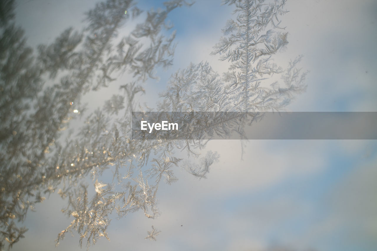 CLOSE-UP OF SNOWFLAKES ON TREE AGAINST SKY