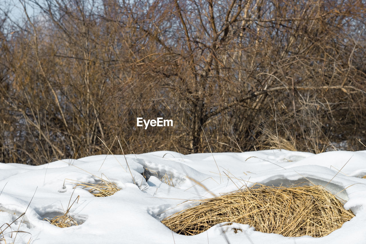 winter, snow, cold temperature, plant, tree, nature, bare tree, no people, branch, day, land, white, landscape, environment, outdoors, tranquility, beauty in nature, frost, frozen, scenics - nature, hay, non-urban scene