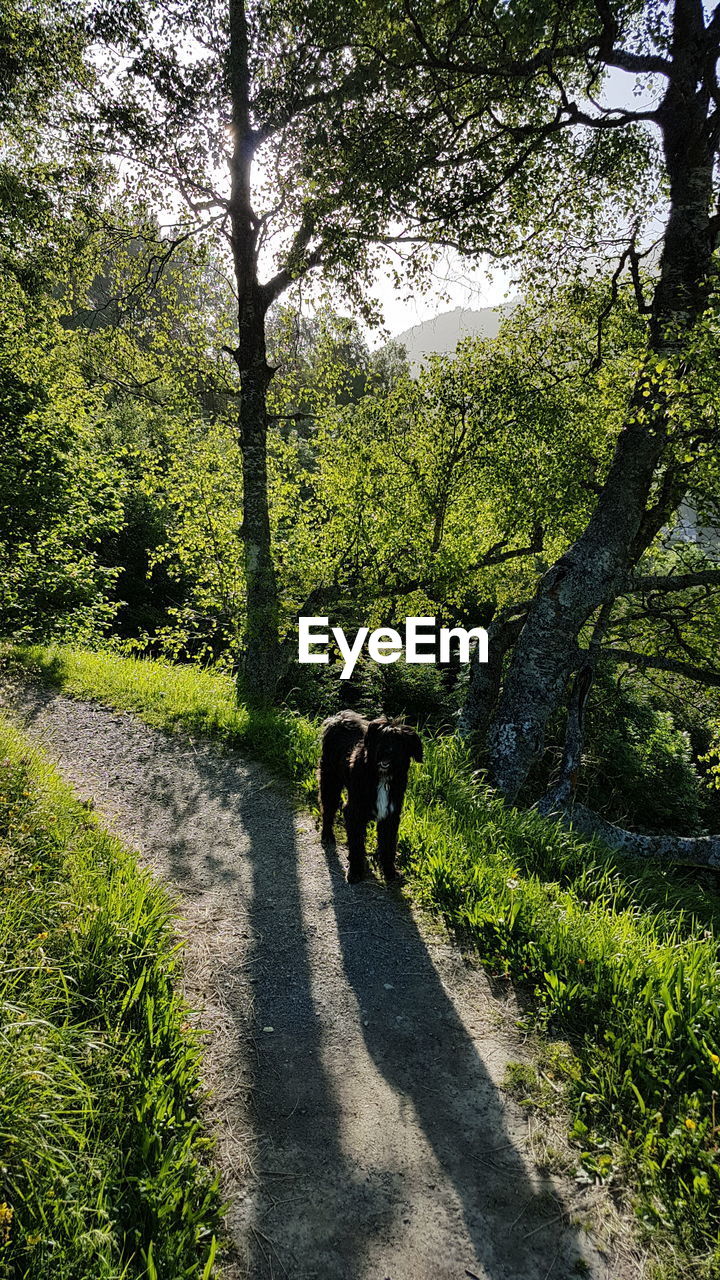 VIEW OF A HORSE WALKING ON A FIELD