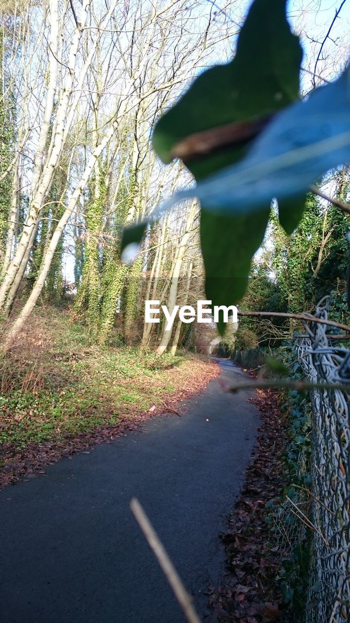 ROAD AMIDST TREES