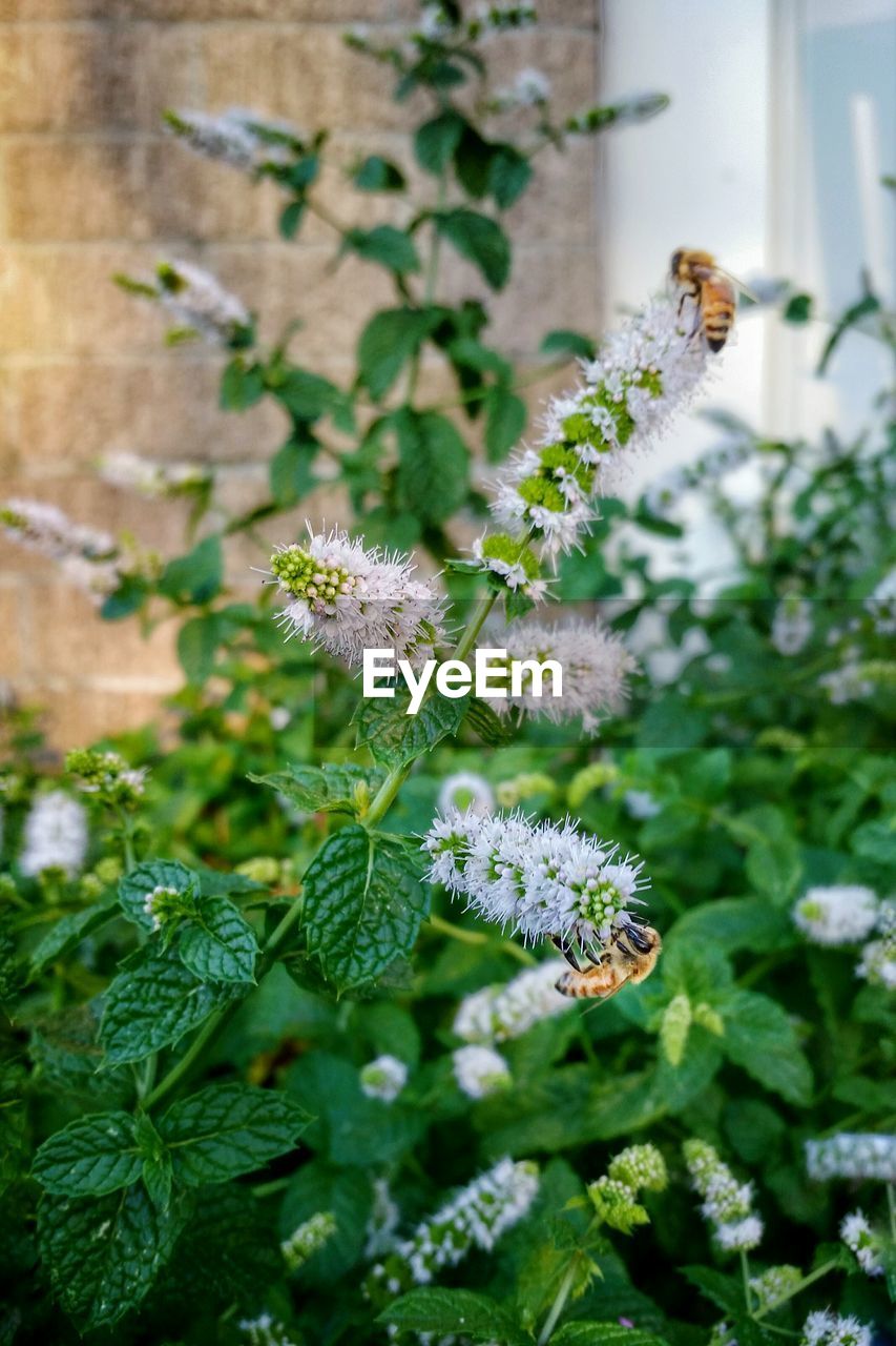 Close-up of bees pollinating on fresh white flowers in back yard