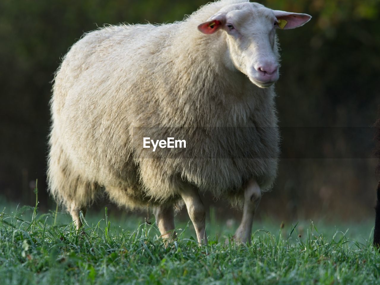 animal themes, animal, mammal, sheep, livestock, pasture, domestic animals, one animal, grass, pet, plant, nature, agriculture, no people, animal wildlife, wildlife, standing, grazing, portrait, cattle, outdoors, land, field, day, wool, plain, young animal, meadow