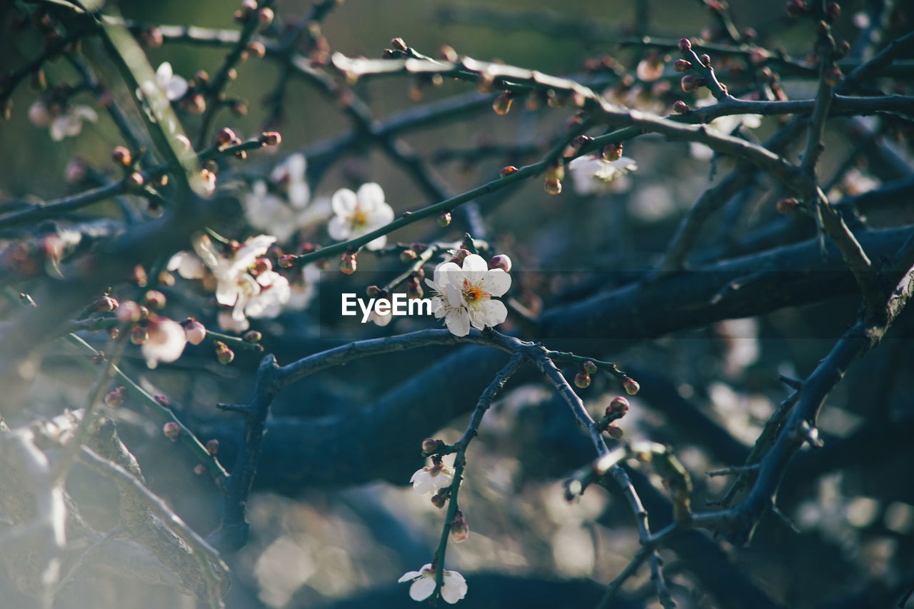 CLOSE-UP OF CHERRY BLOSSOM ON TREE