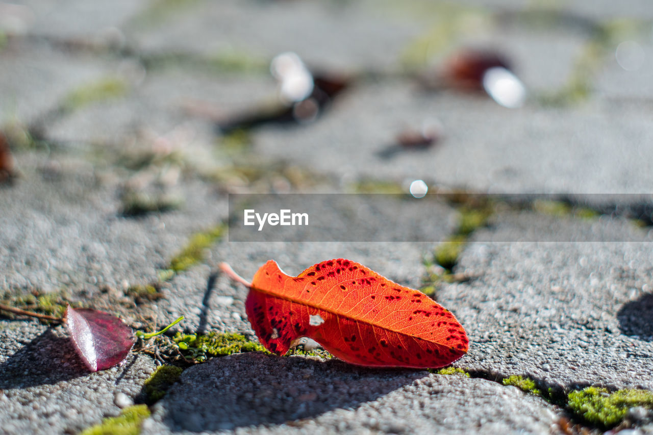 CLOSE-UP OF AUTUMN LEAF ON STREET