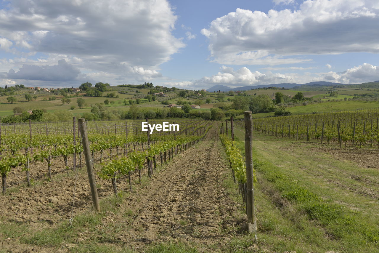 AGRICULTURAL FIELD AGAINST SKY