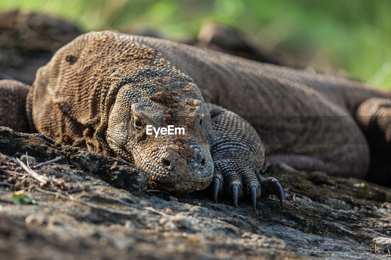 Close-up of komodo dragon in komodo island