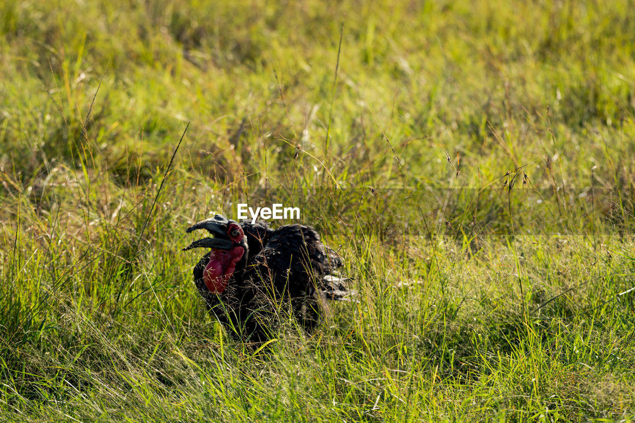 animal themes, animal, grass, plant, animal wildlife, wildlife, prairie, one animal, bird, nature, no people, green, grassland, meadow, day, mammal, field, land, outdoors, black, grass area