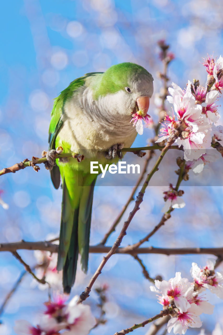 Bird perching on branch