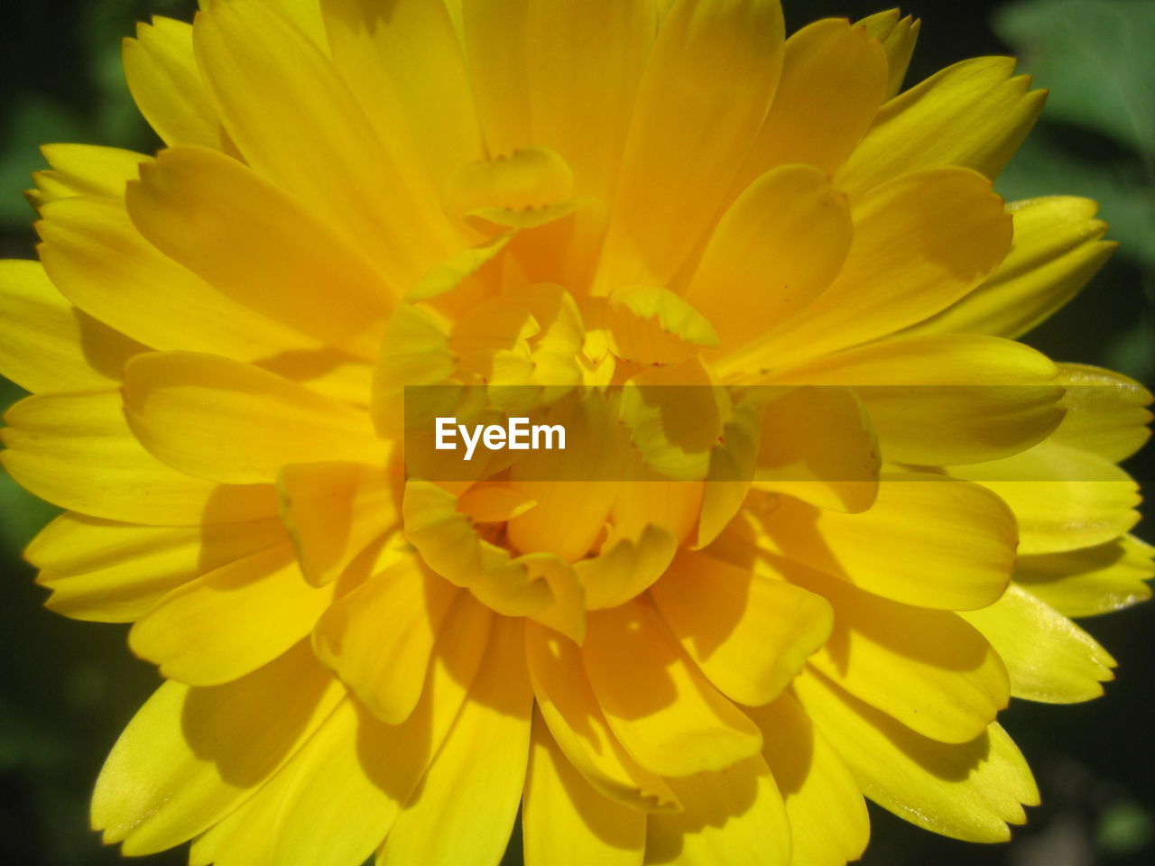 CLOSE-UP OF YELLOW FLOWER ON PLANT