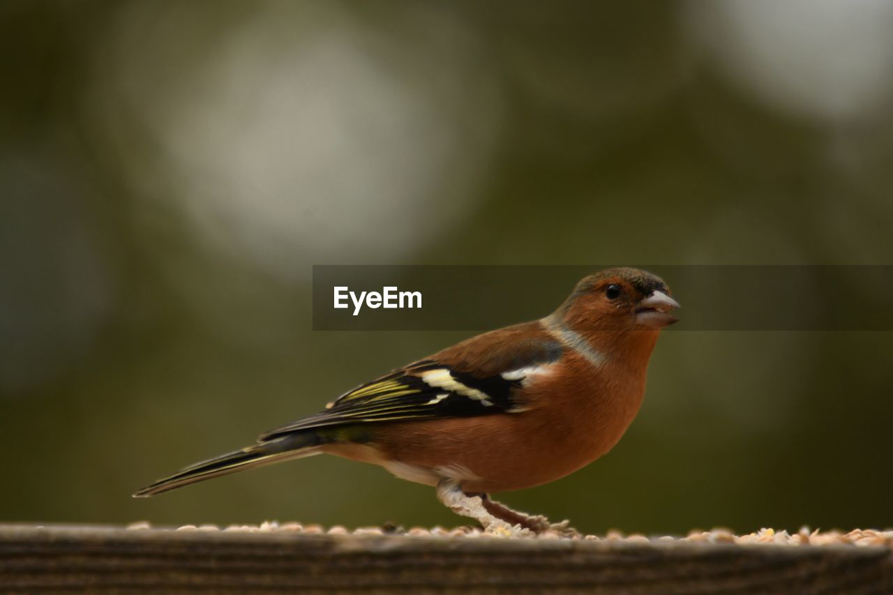 CLOSE-UP OF BIRD PERCHING ON A WOOD