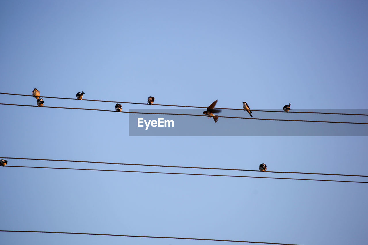 The swallows, martins and saw-wings, or hirundinidae, are a family of passerine birds