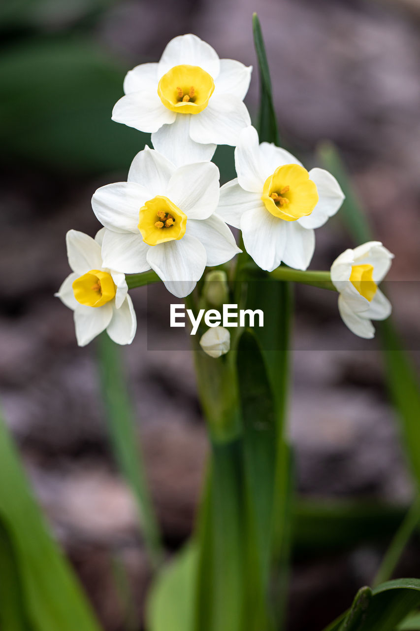 flower, flowering plant, plant, freshness, beauty in nature, narcissus, flower head, petal, yellow, close-up, fragility, nature, inflorescence, white, springtime, growth, daffodil, no people, focus on foreground, blossom, outdoors, botany, selective focus, plant stem, plant part, leaf