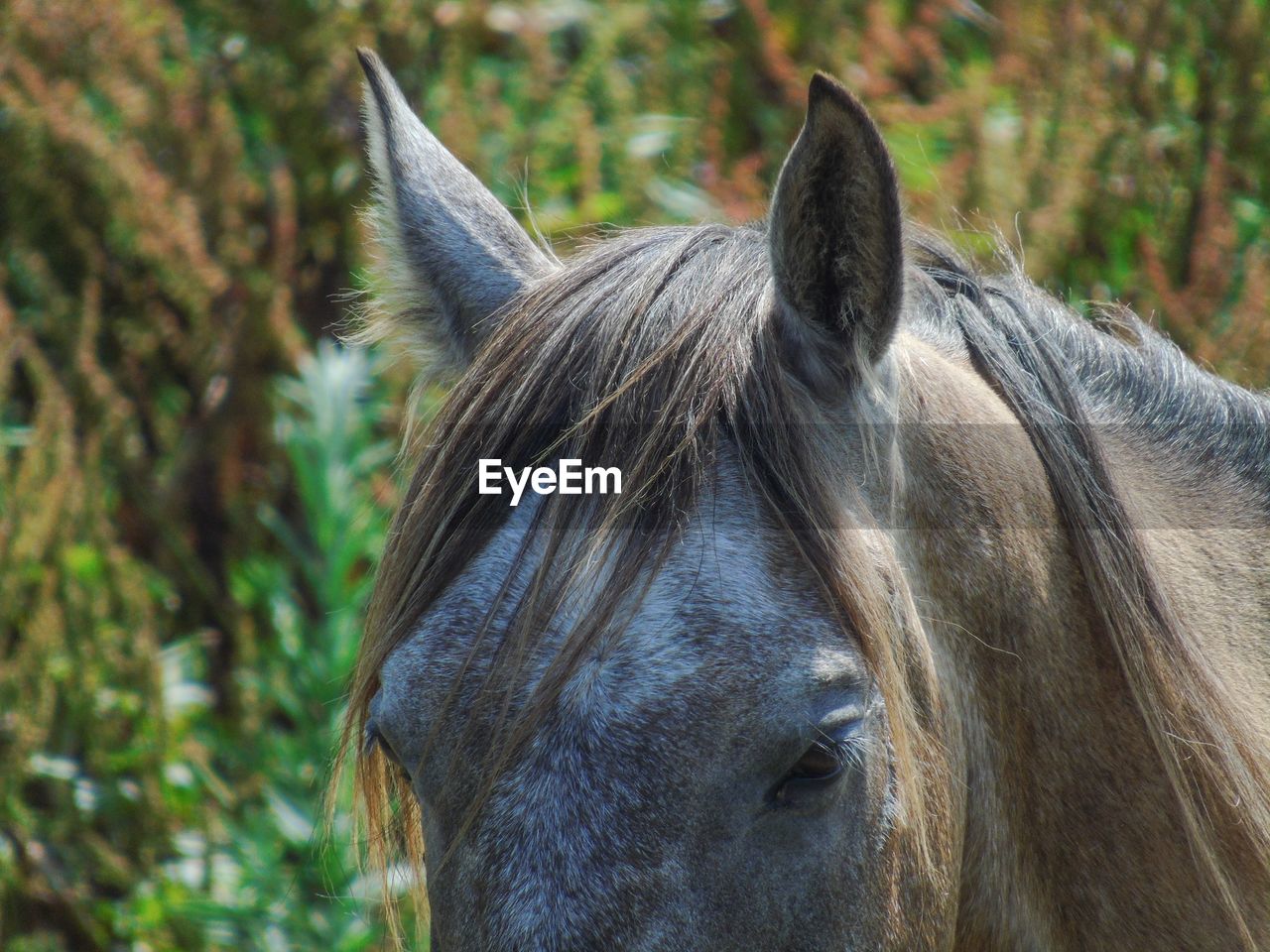 Horse ears closeup