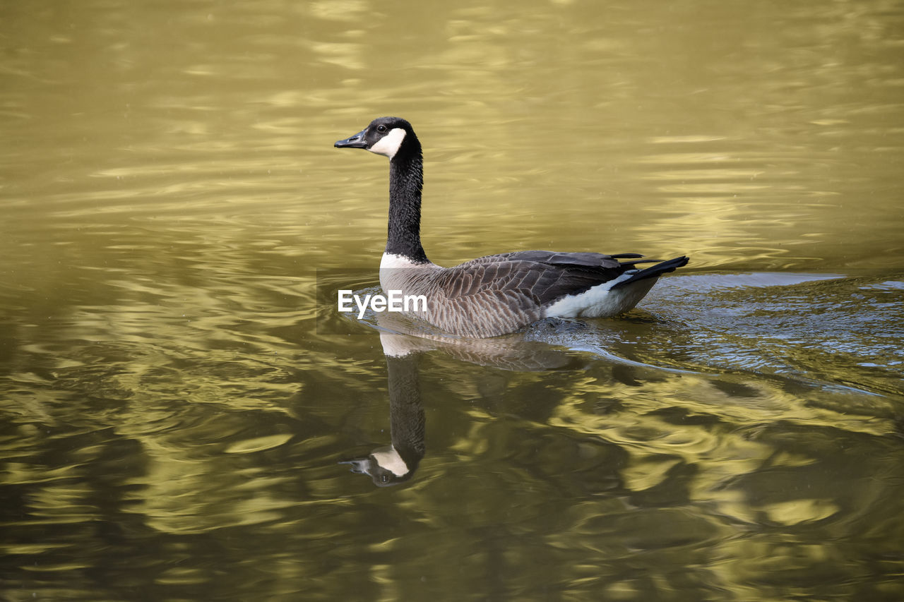 DUCK SWIMMING IN LAKE