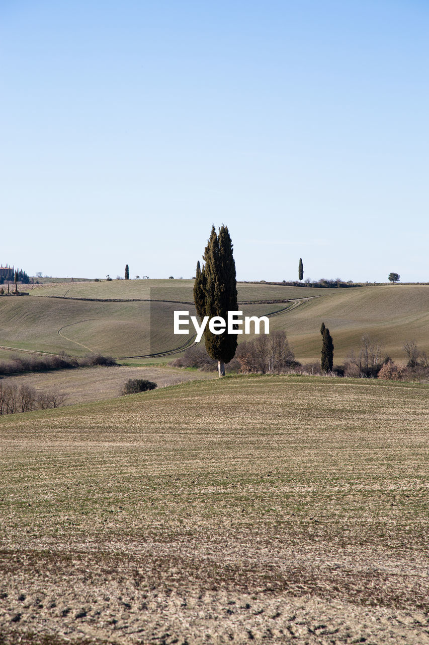 Trees on field against clear sky