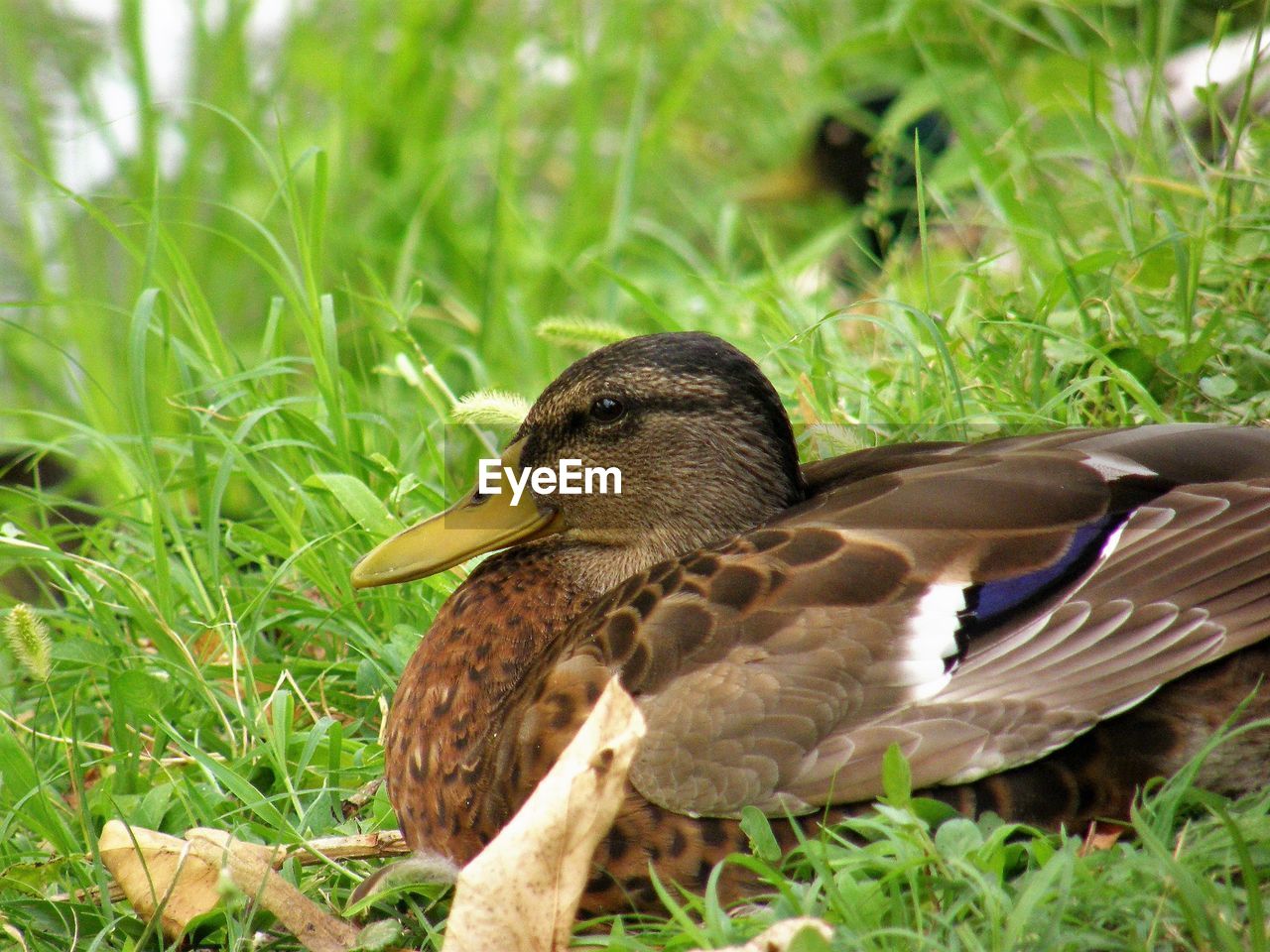 SIDE VIEW OF A DUCK