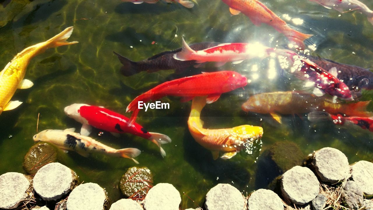 HIGH ANGLE VIEW OF KOI IN WATER