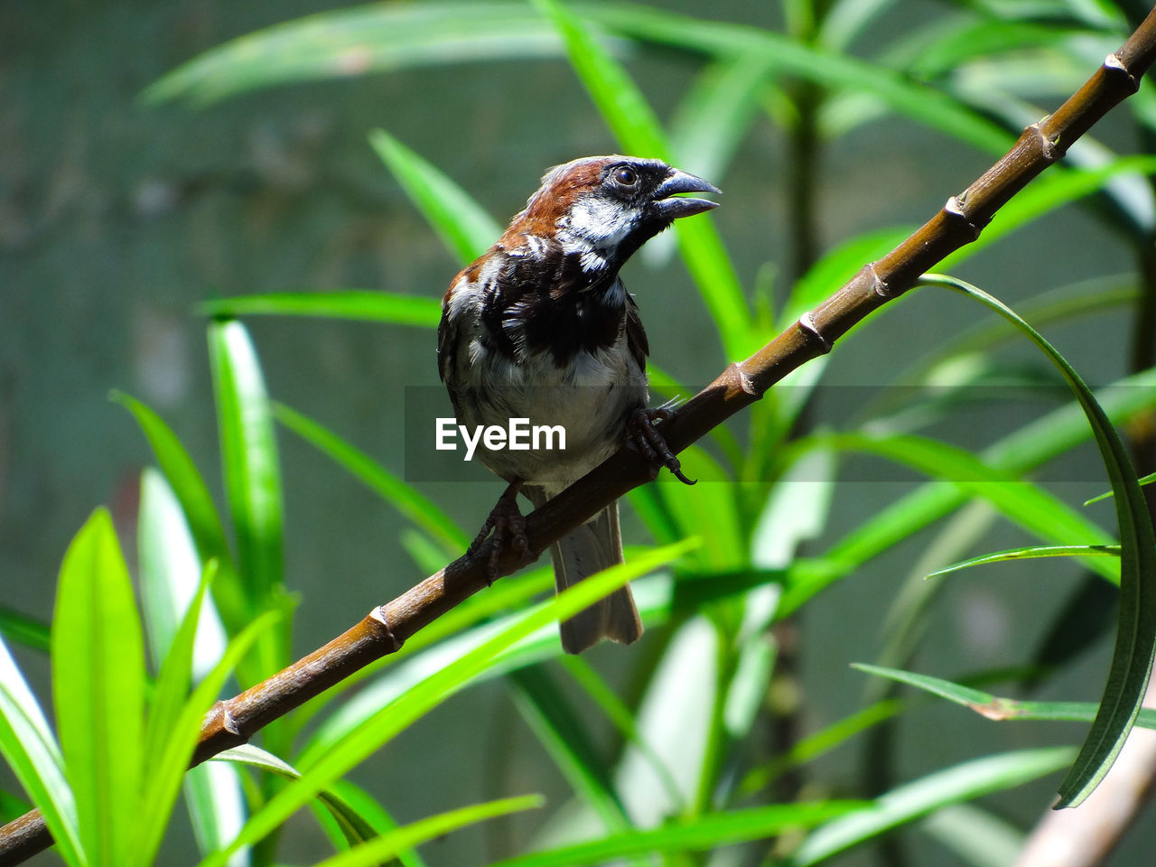 Close-up of male sparrow perching on a plant