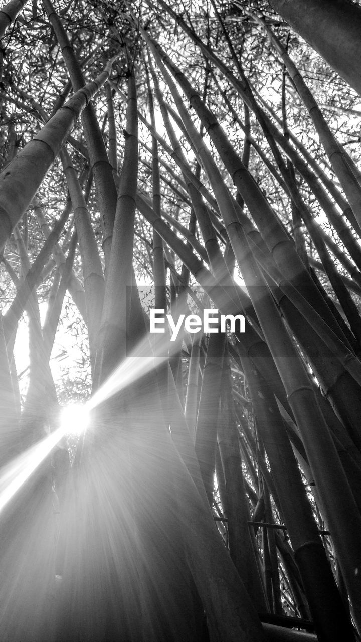 LOW ANGLE VIEW OF TREE AGAINST SKY