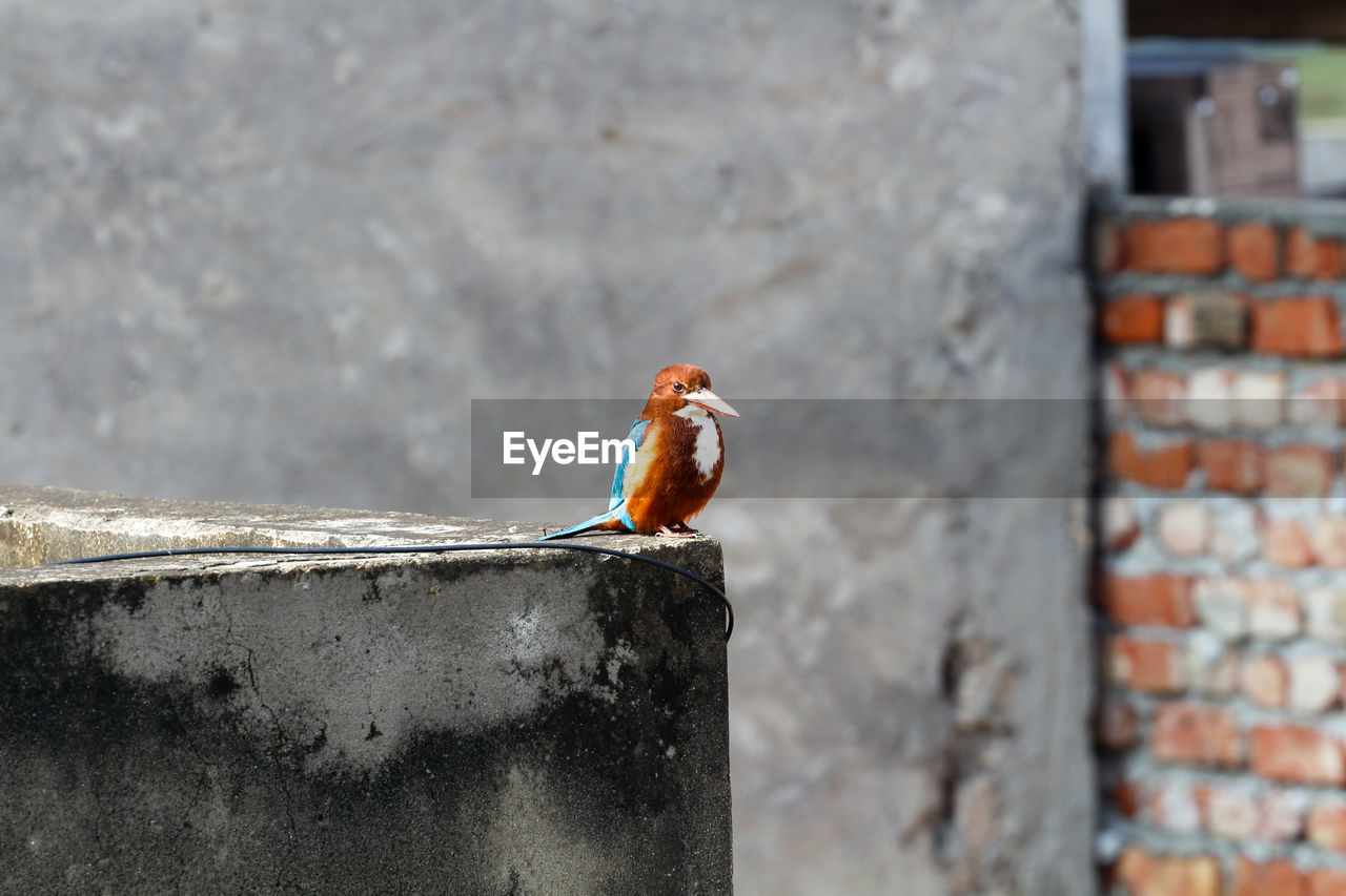 Close-up of bird perching on retaining wall