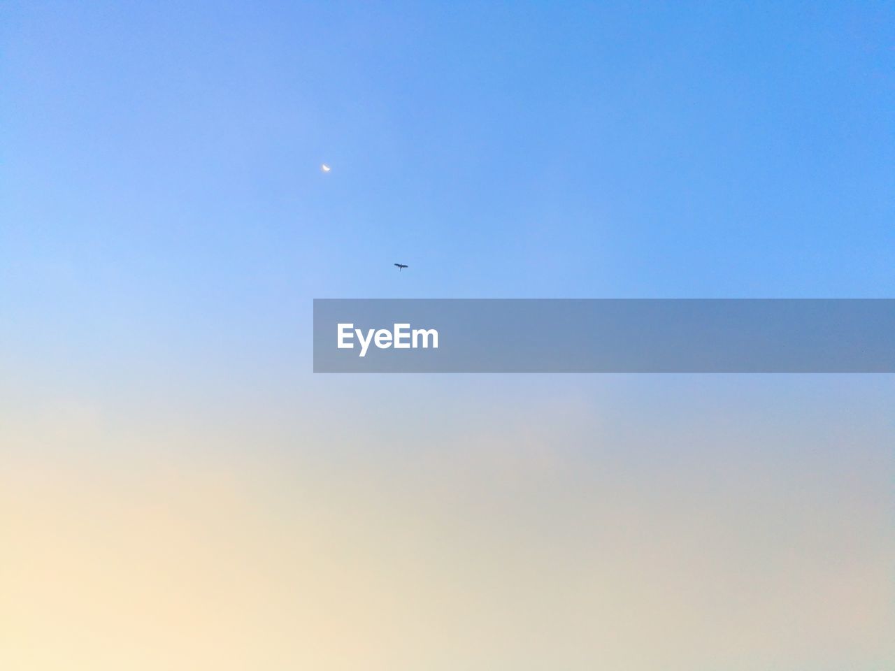 LOW ANGLE VIEW OF BIRD FLYING AGAINST BLUE SKY
