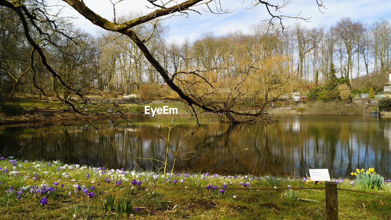 Scenic view of lake and plants against sky