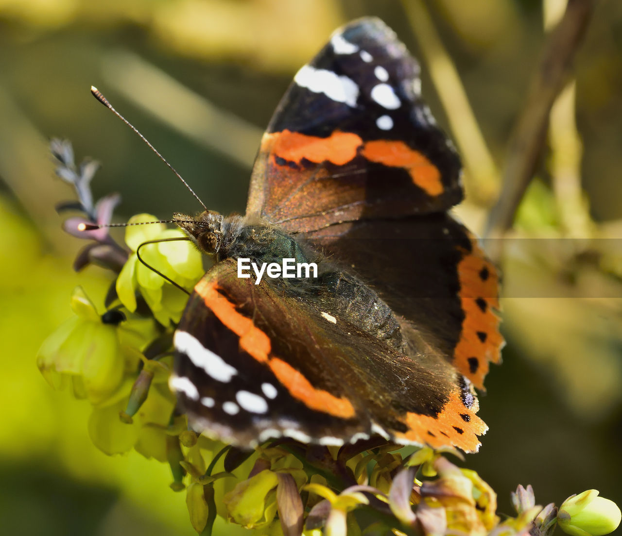 CLOSE-UP OF BUTTERFLY PERCHING