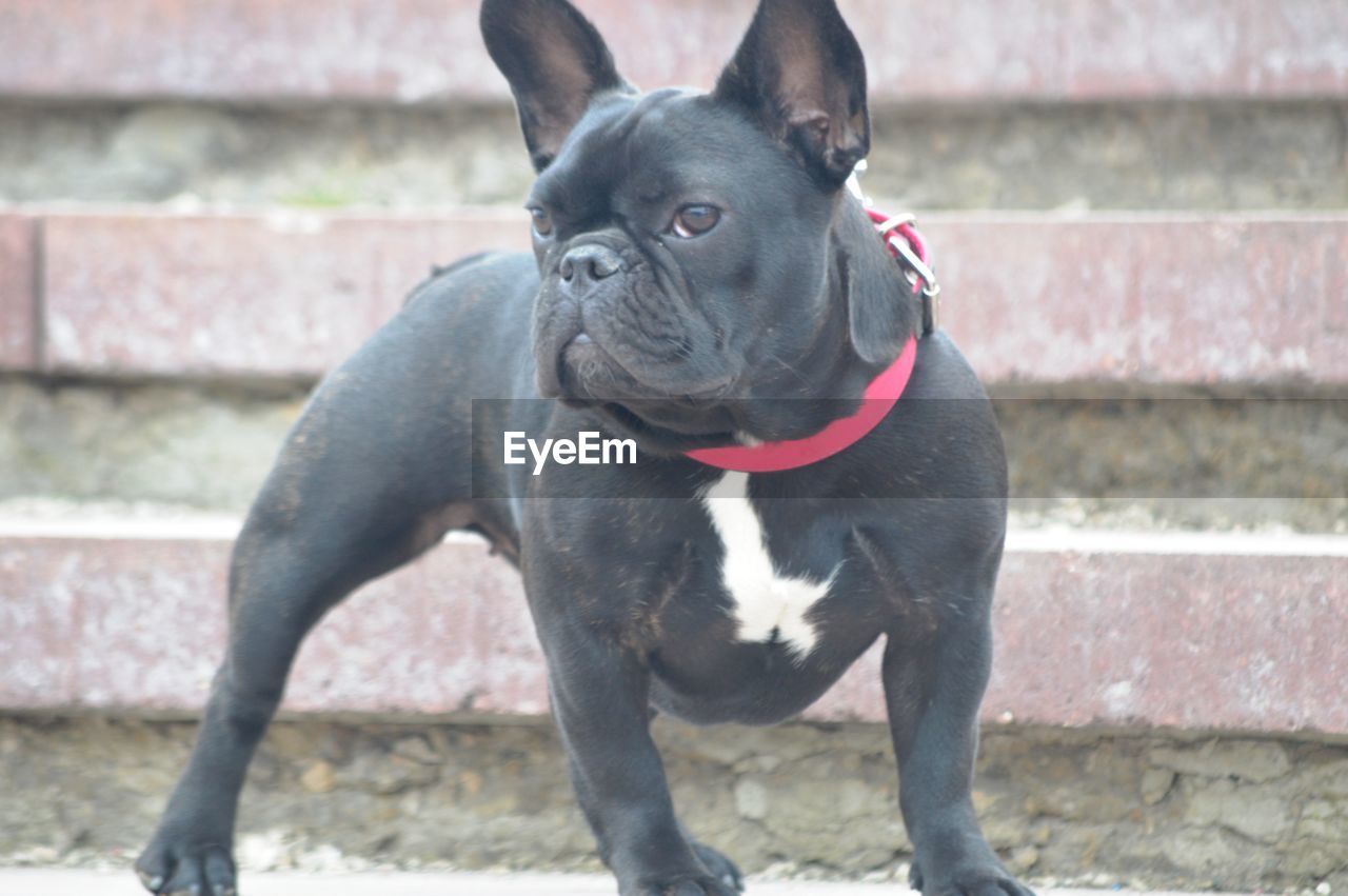 pet, animal themes, one animal, dog, animal, mammal, domestic animals, canine, french bulldog, bulldog, day, portrait, collar, no people, wall, toy bulldog, wall - building feature, black, architecture, looking, pet collar, looking away, staircase, carnivore, focus on foreground, lap dog, sitting, outdoors