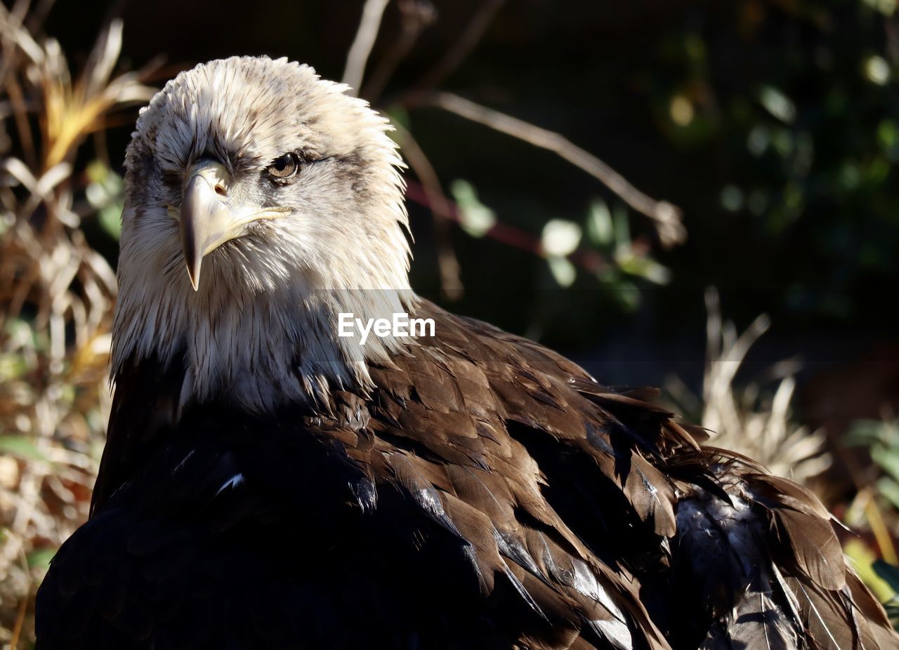 Close-up of american eagle