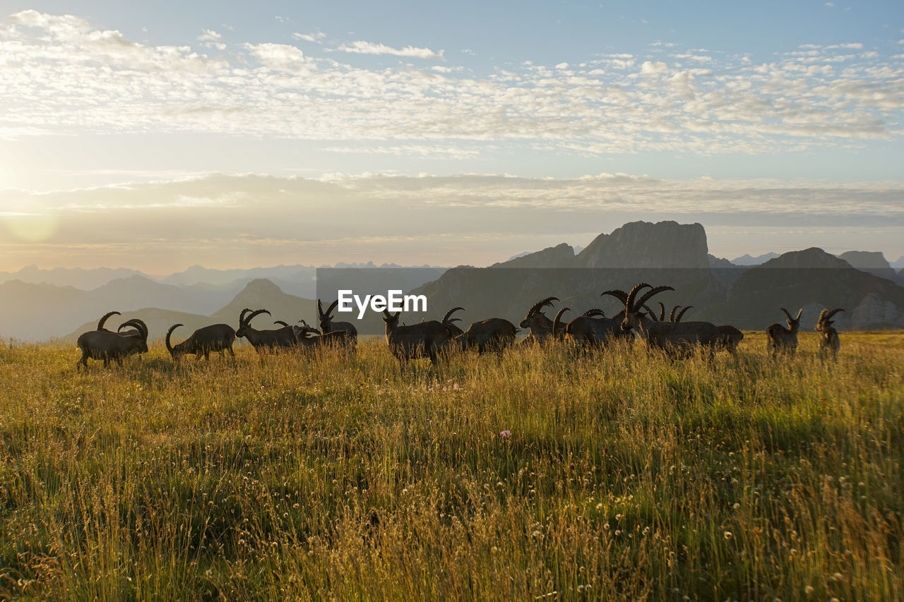 Scenic view of ibexes against sky during sunset