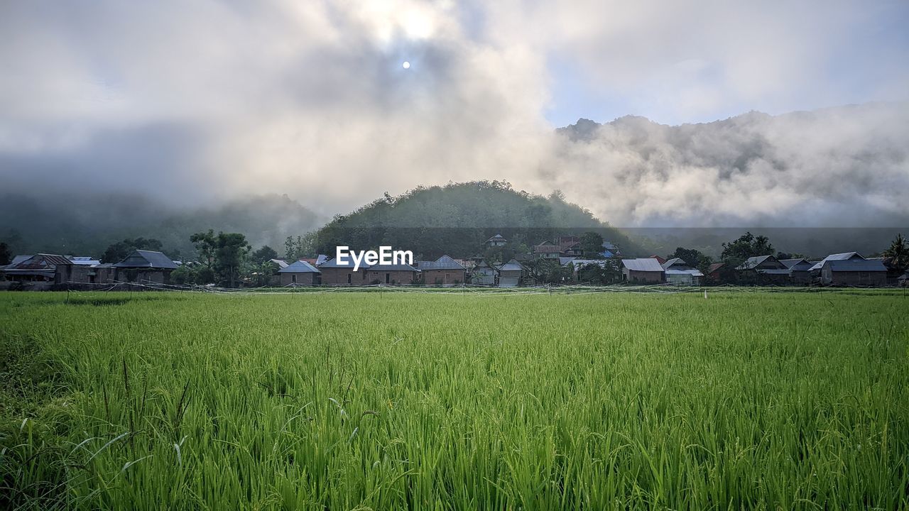 landscape, environment, land, plant, field, rural scene, sky, agriculture, nature, grass, cloud, paddy field, mountain, crop, morning, scenics - nature, farm, rice, rural area, rice paddy, beauty in nature, architecture, green, social issues, building, meadow, no people, plain, growth, horizon, cereal plant, house, rice - food staple, fog, tree, outdoors, built structure, building exterior, grassland, food and drink, tranquility, food, village, environmental conservation, mountain range, day