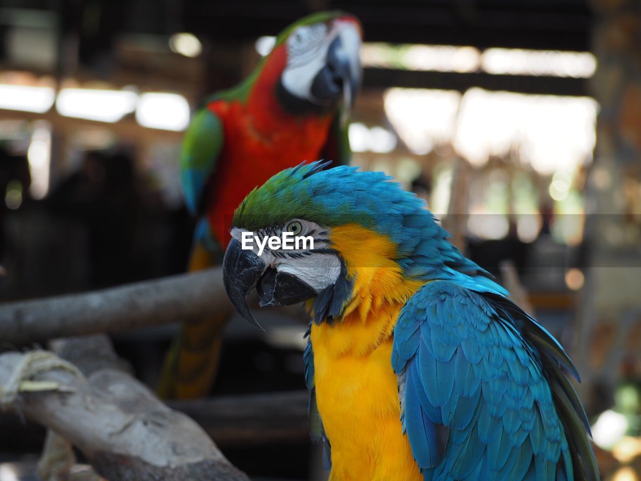 Close-up of macaws