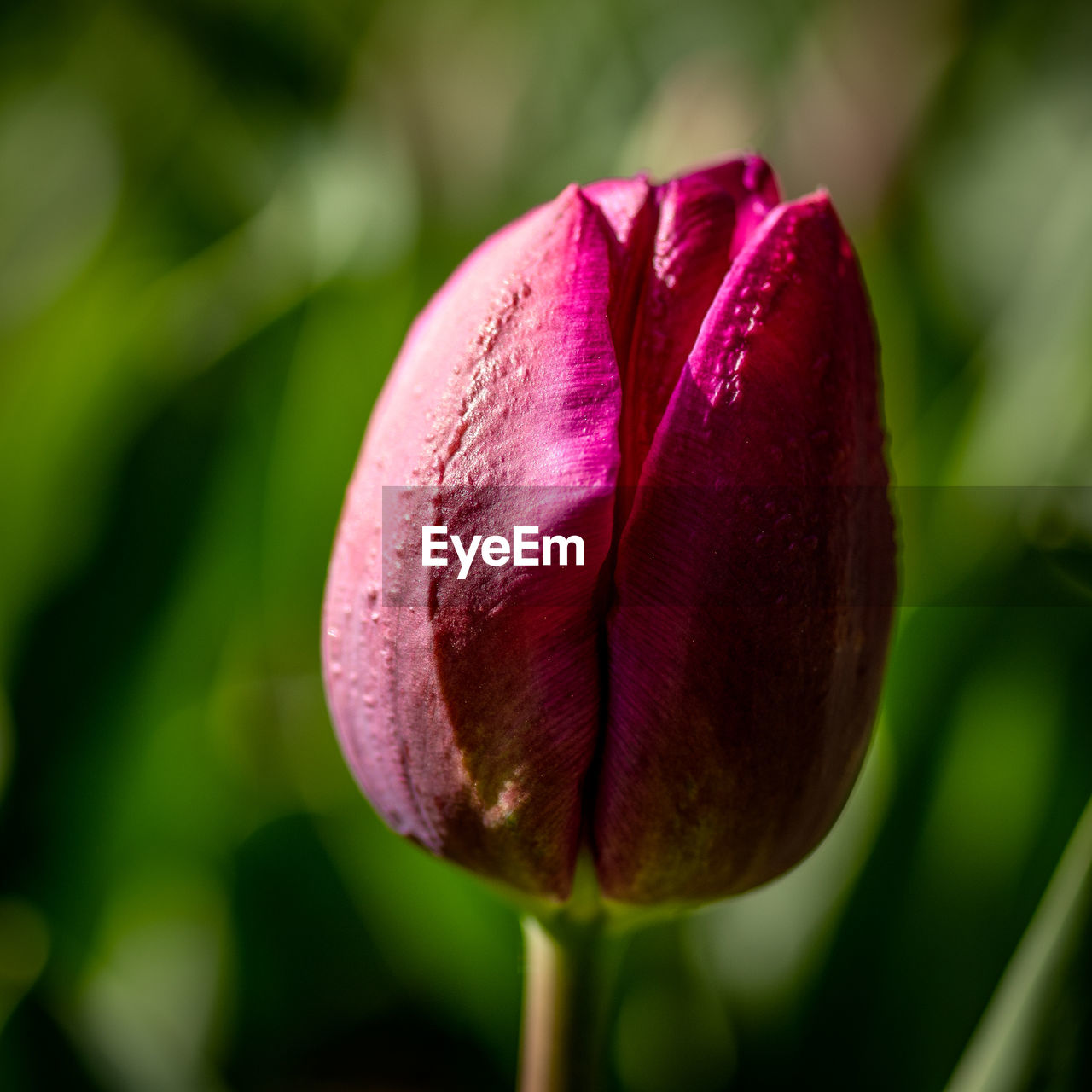 Close-up of pink tulip flower