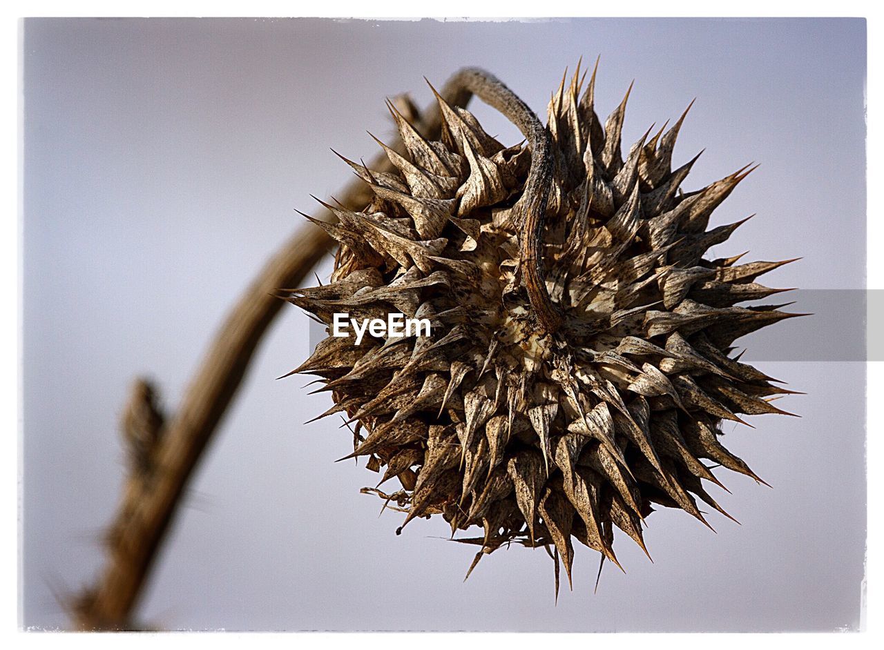 CLOSE-UP OF THISTLE FLOWER AGAINST CLEAR SKY