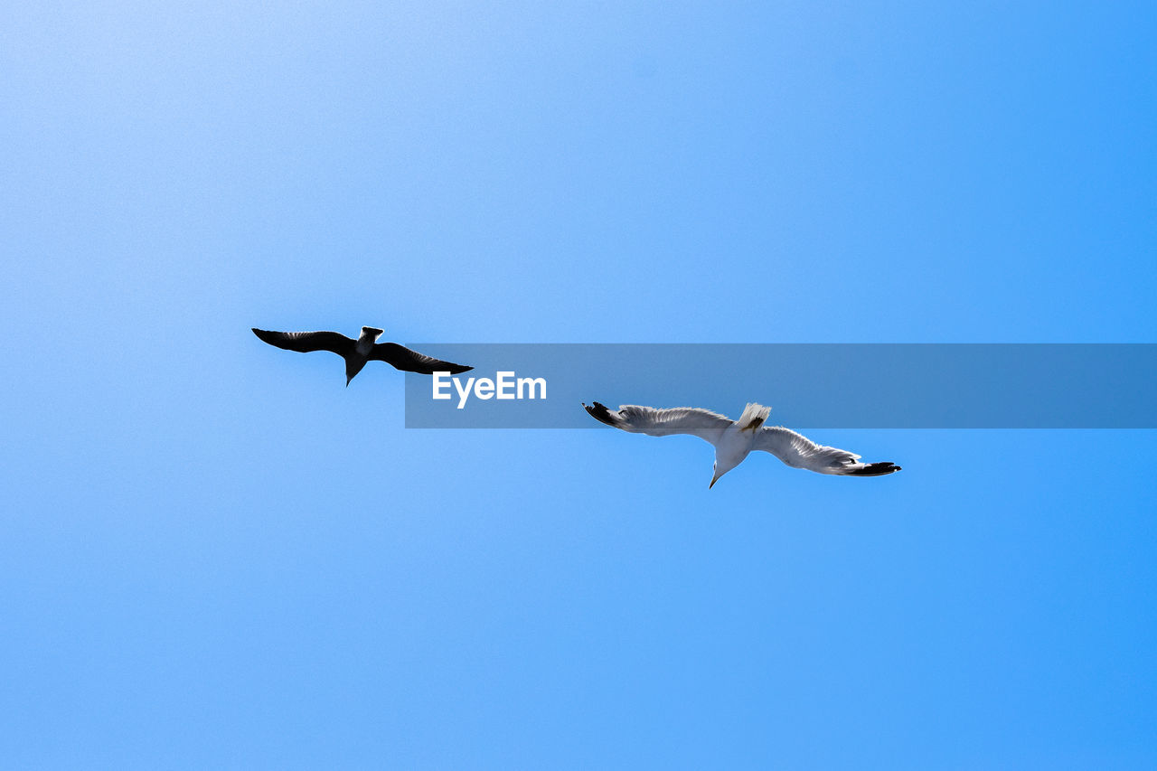 LOW ANGLE VIEW OF SEAGULLS FLYING IN CLEAR SKY