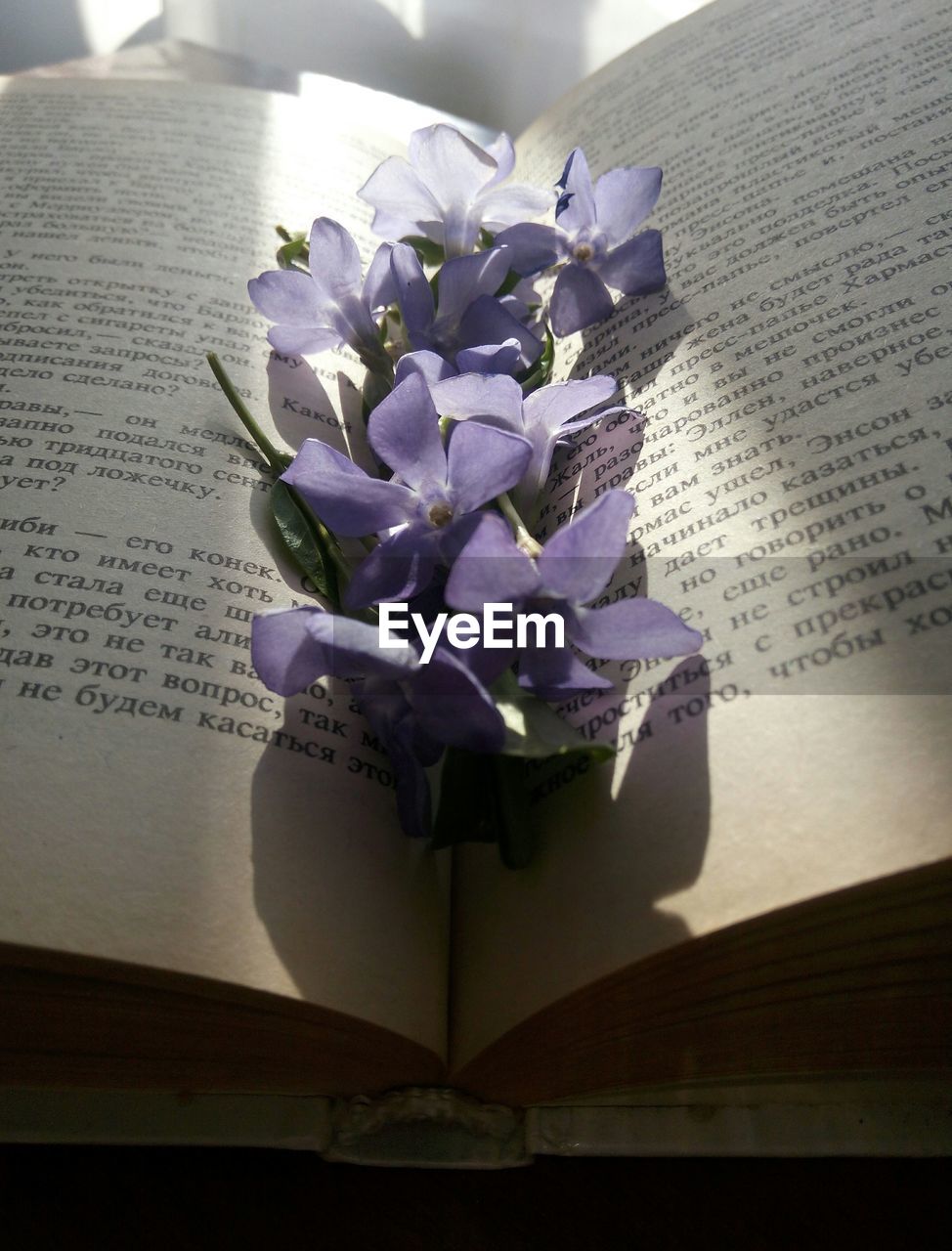 CLOSE-UP OF PURPLE FLOWER ON PLANT