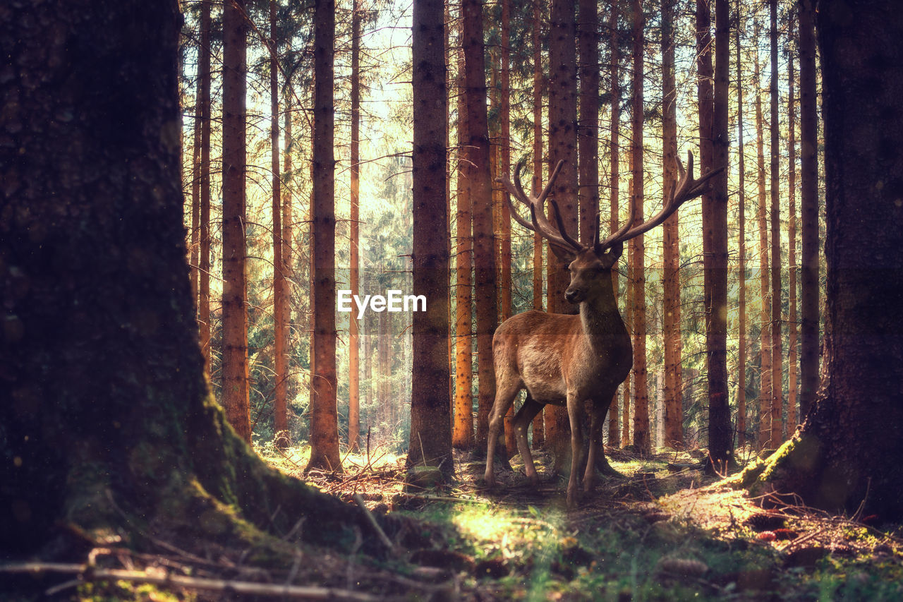 Deer in a forest