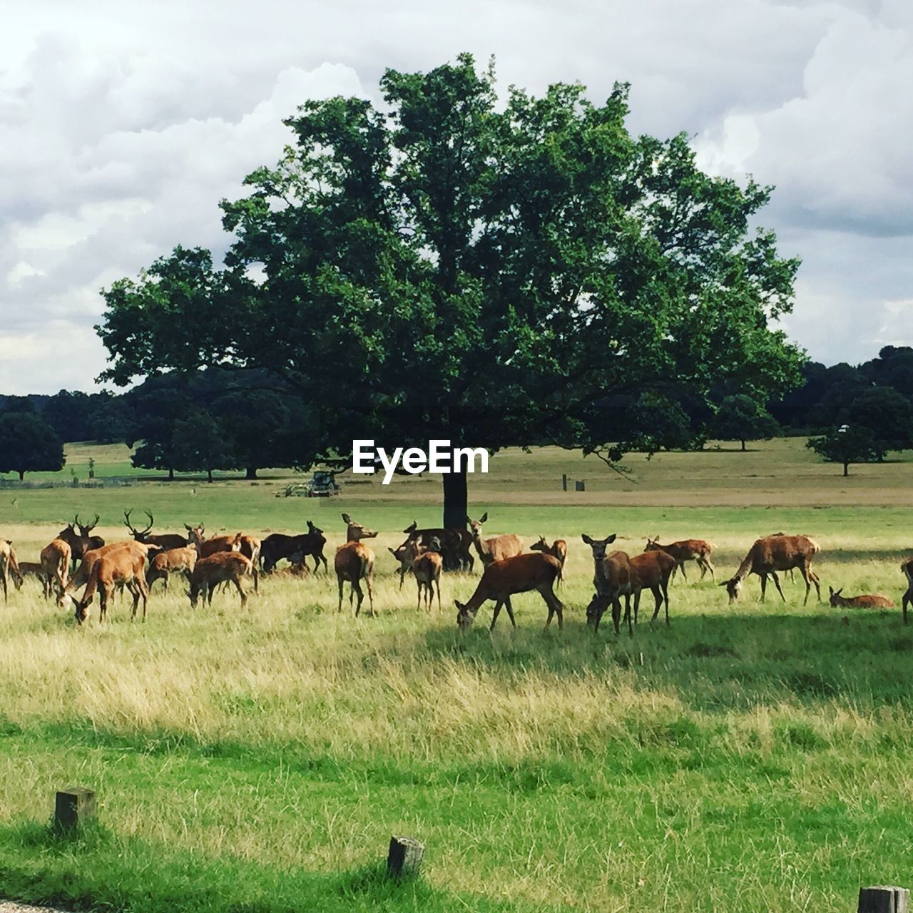 SHEEP GRAZING ON GRASSY FIELD