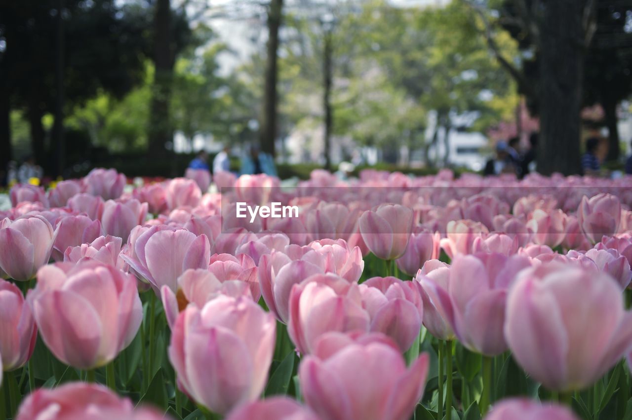 Close-up of pink flowers growing in park